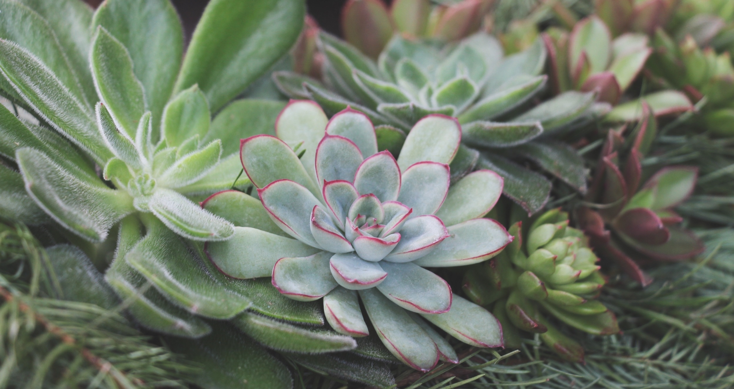 DIY Living Christmas Wreath with Succulents via Needles + Leaves